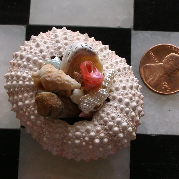 Dollhouse Mini Rare Barbie Mattel Shark 2010 T7018 AND Sea Urchin With Seashells - Picture 2 of 16